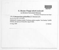 Image Associated With the Occurence